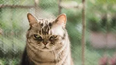 Co Twój kot postrzega jako „zdradę” — i jak odzyskać jego zaufanie.