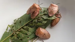 Jak pozbyć się pluskiew wiosną i zapobiec ich ponownemu pojawieniu się