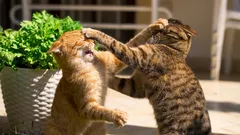 Dlaczego mój kot nie lubi innych kotów?