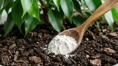 Przekopałem ziemię i dodałem zaledwie jedną łyżkę, aby fikus wyrósł na bujny krzew: efekt jest widoczny