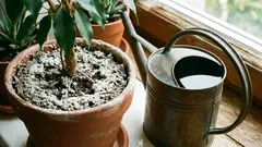 Czy na doniczkach z kwiatami znów pojawił się biały nalot? Skąd się bierze i co z nim zrobić?